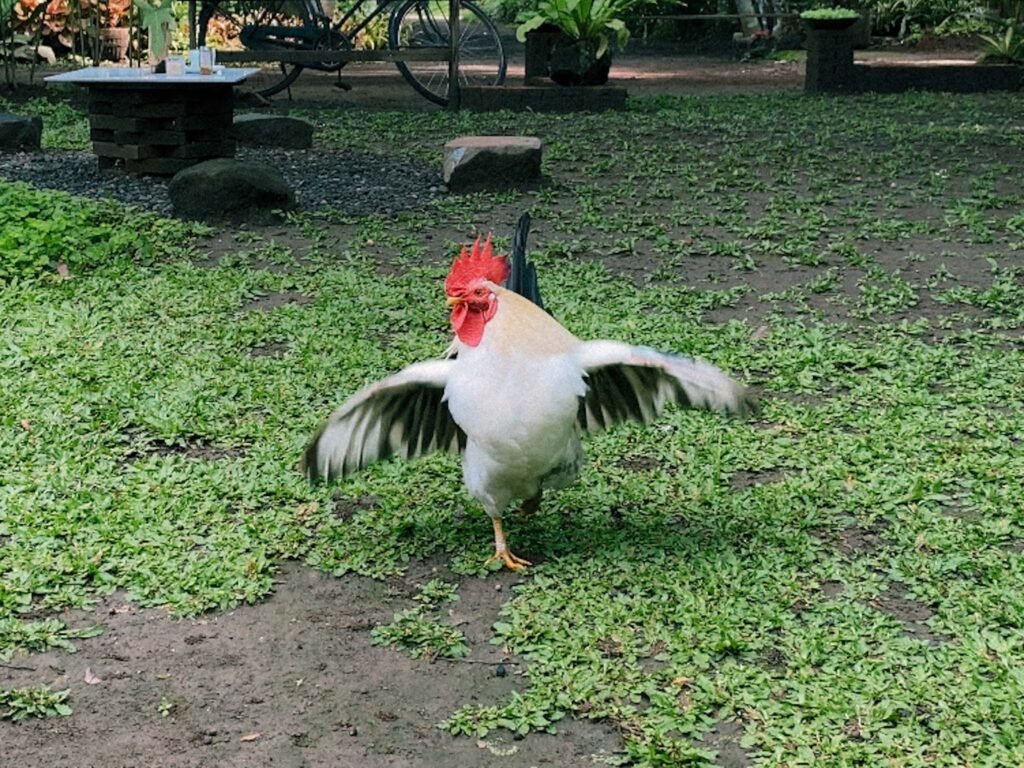 Kedai Brojon Magelang