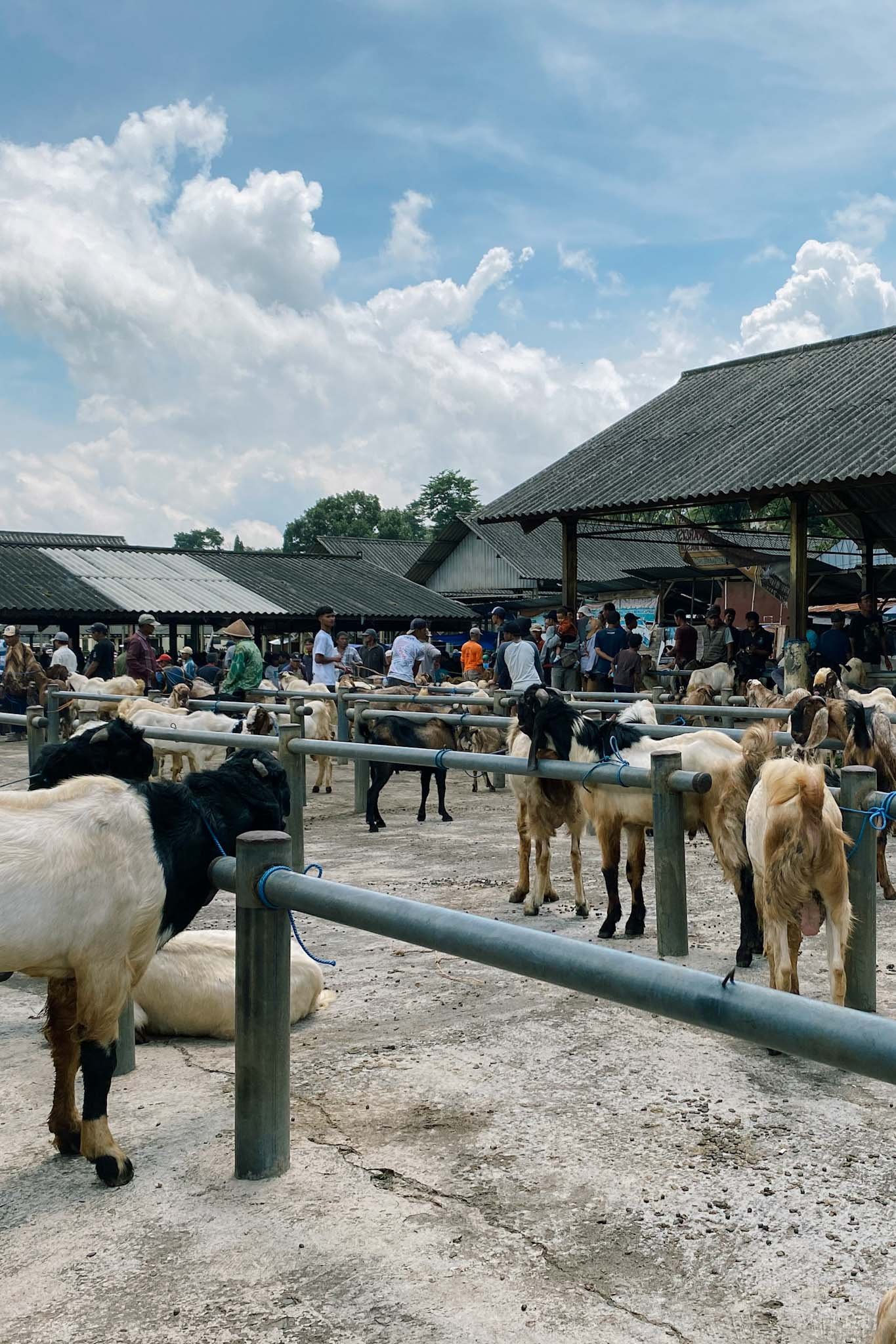 Pasar Hewan Ambarawa