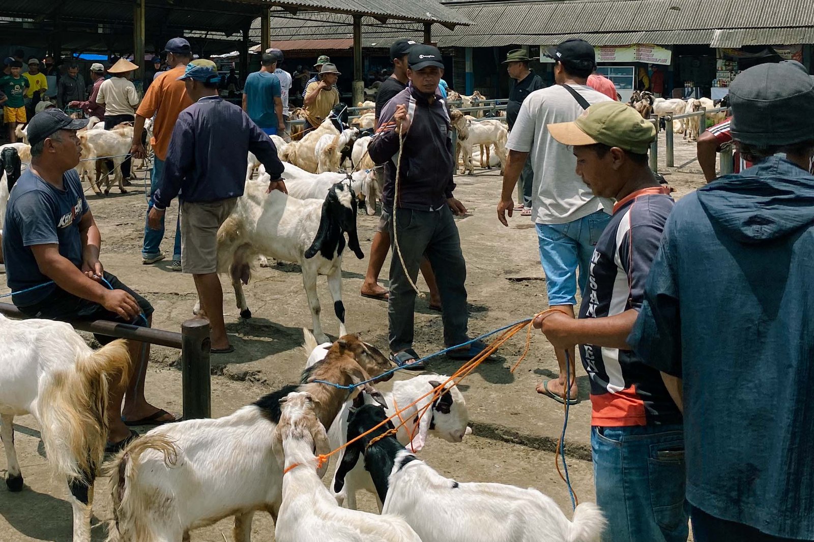 Pasar Pon Ambarawa, Surganya Pecinta Hewan, Peternak, dan Pedagang