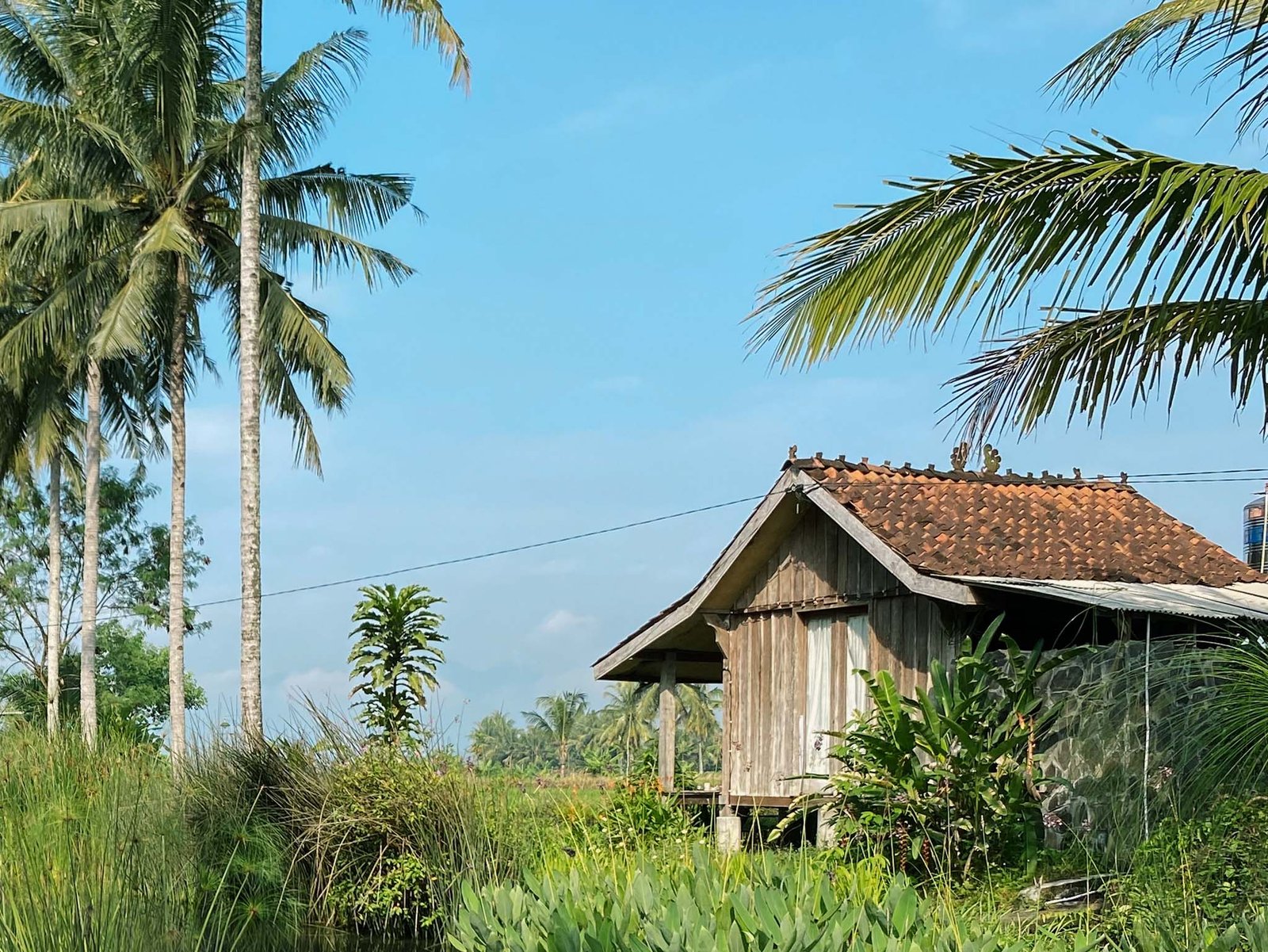 Kopi Mpat Magelang, Kopi, Sawah, dan Mata Air yang Menyatu