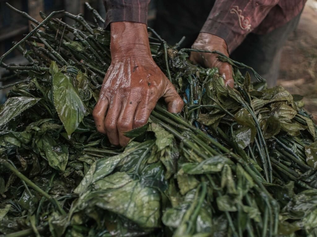 Pewarna Pakaian Alami