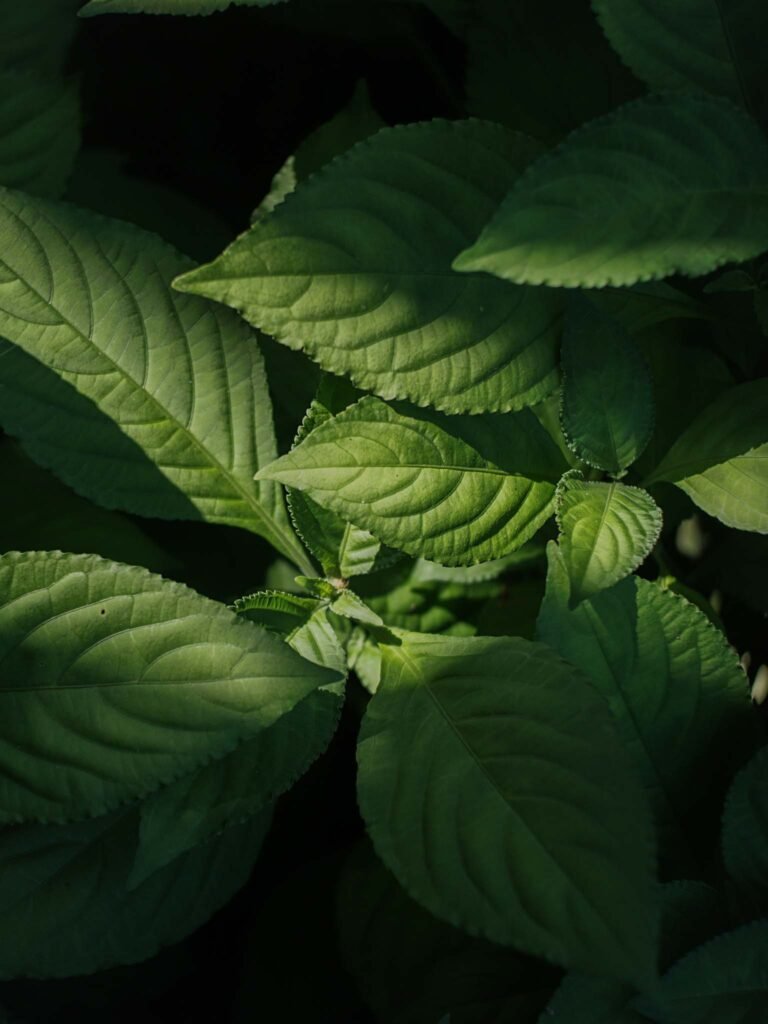 Tinctori Natural Dyes